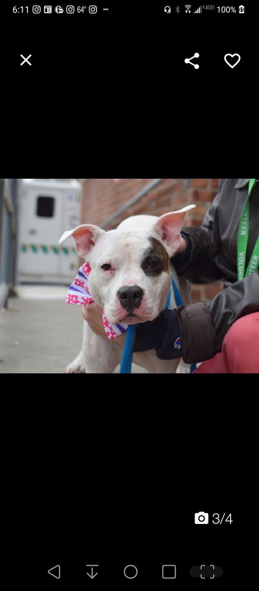 💔Norah💔 #NYCACC #193195 3y ▪️Relisted TBK: 3/19💉 Precious sweetie's💔. Beautiful, shy, gentle girl. Fearful, who knows all endured! Has dermatitis +heart murmur. Darling beauty needs loving, N.East #Adopter/#Foster, 4 security, MD, 2 blossom. Pls #pledge DM @notthesameone2 💞N