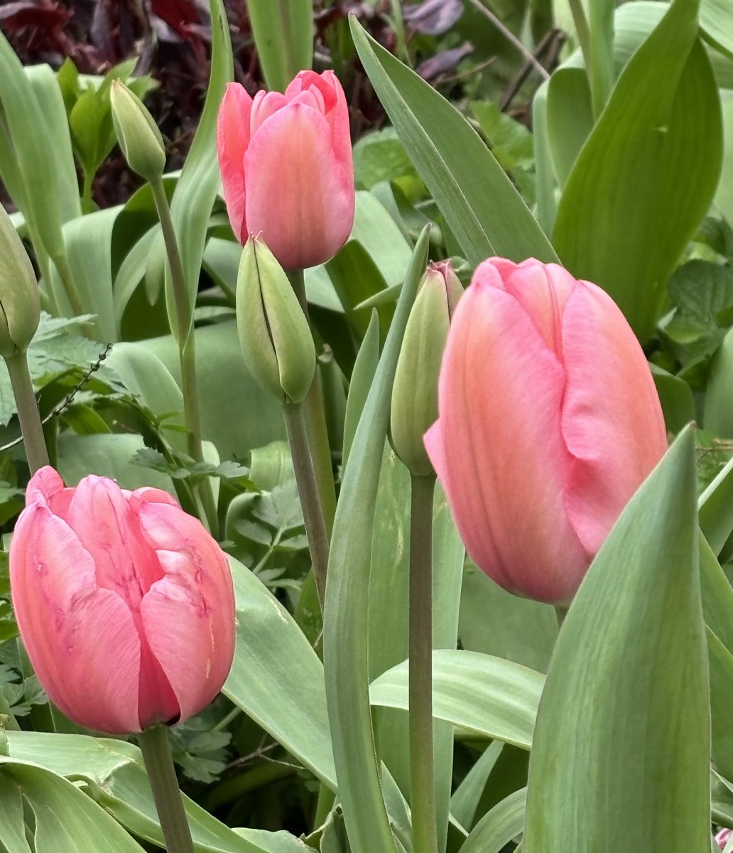 Mama Doughson tweet media