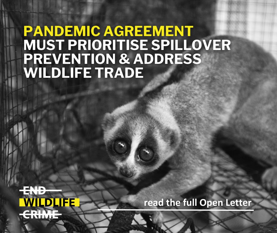 Negotiations on a #Pandemics Instrument are resuming. With our partners we drafted & sent an open letter to the Negotiating Body & all Member States urging them to prioritise #pathogen spillover prevention - 143 organisations & 54 experts signed on See bit.ly/3Tp0LDq