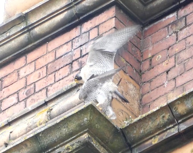 Focus Environmental Consultants 🦇 (@focus_environ) on Twitter photo March marks the start of the #BreedingBirdSurvey period. Nesting birds are found in various locations, from city centres & brownfield sites to farmland & woodland. Bird surveys inform species conservation & mitigation.
📸<a href="/JoshT01UK/">Josh Toogood</a> Black Redstart, Peregrine, Little-ringed Plover March marks the start of the #BreedingBirdSurvey period. Nesting birds are found in various locations, from city centres & brownfield sites to farmland & woodland. Bird surveys inform species conservation & mitigation.
📸<a href="/JoshT01UK/">Josh Toogood</a> Black Redstart, Peregrine, Little-ringed Plover