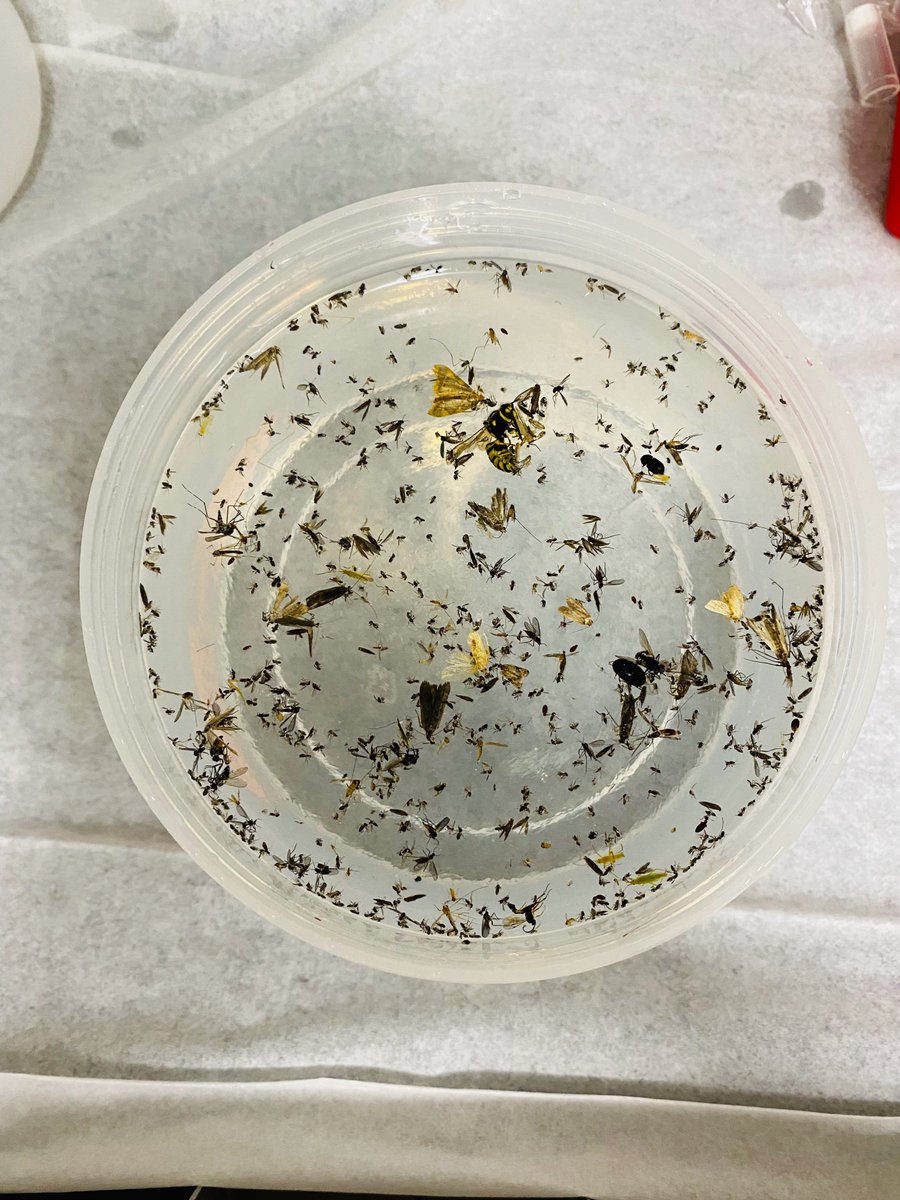 UofGCBS's tweet photo. Congratulations to Dr. Yoamel Milián-García, Research Associate @IntUGrativeBiol, who has been awarded the 2024 Innovation Award by @InvSp!

Milián-García developed methods to quickly detect invasive species using saturated salt traps and eDNA.

Read more: https://t.co/PzlV1dRAzx https://t.co/rl6LrygHnq