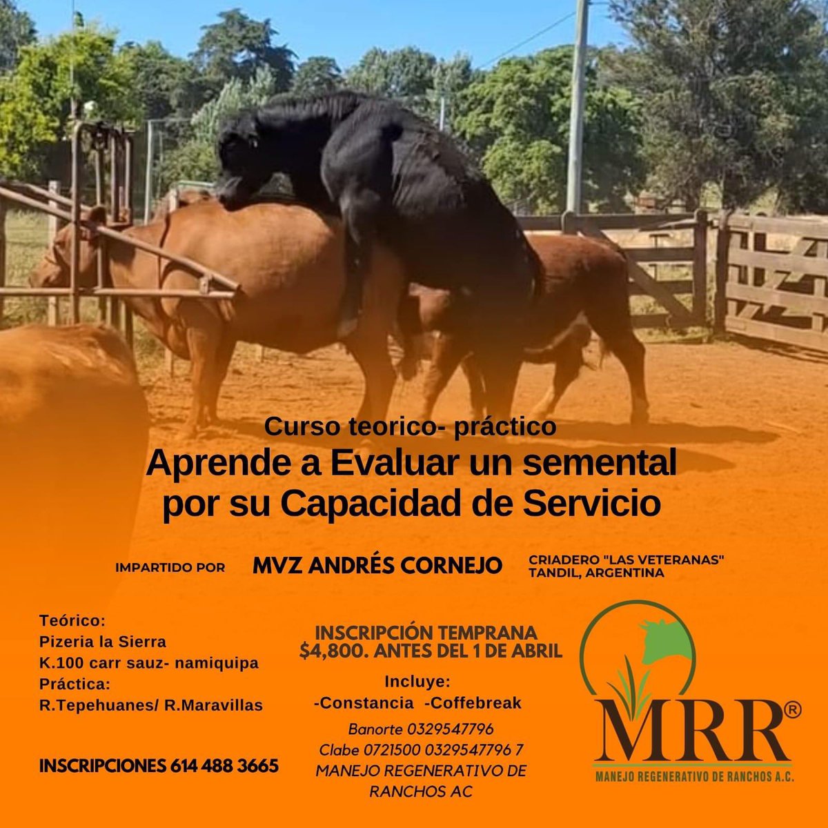 mrrmexico's tweet photo. Sabes cual es  el POTENCIAL de Entore...o la proporción de Vacas que le corresponde asignar a un Toro durante el empadre  ?
-Sabes si le están asignando menos 🐮de las que puede?
-Reconoces  problemas físicos o de comportamiento,  que hacen ineficaz el servicio? 
Te esperamos! https://t.co/jJwsBtJoZw