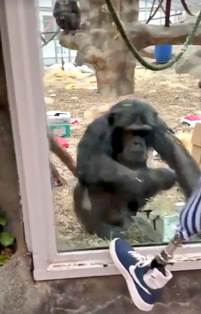 ชายใส่ขาเทียมไปดูลิงชิมแปนซีที่สวนสัตว์แห่งหนึ่งในอังกฤษ แต่สุดท้ายฝูงลิงกลับแตกตื่นมามุงดูขาเทียมของเขา..เพราะขาแบบนี้ลิงไม่เคยเห็น 🦵🙈🙊 ขอบคุณภาพจาก: tiktok/msn