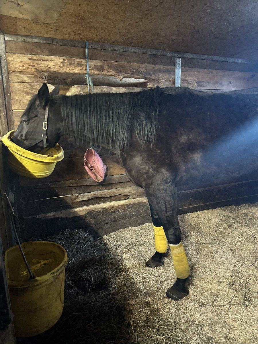 ANYONE like the trainer change on Ezra tonight? R9
