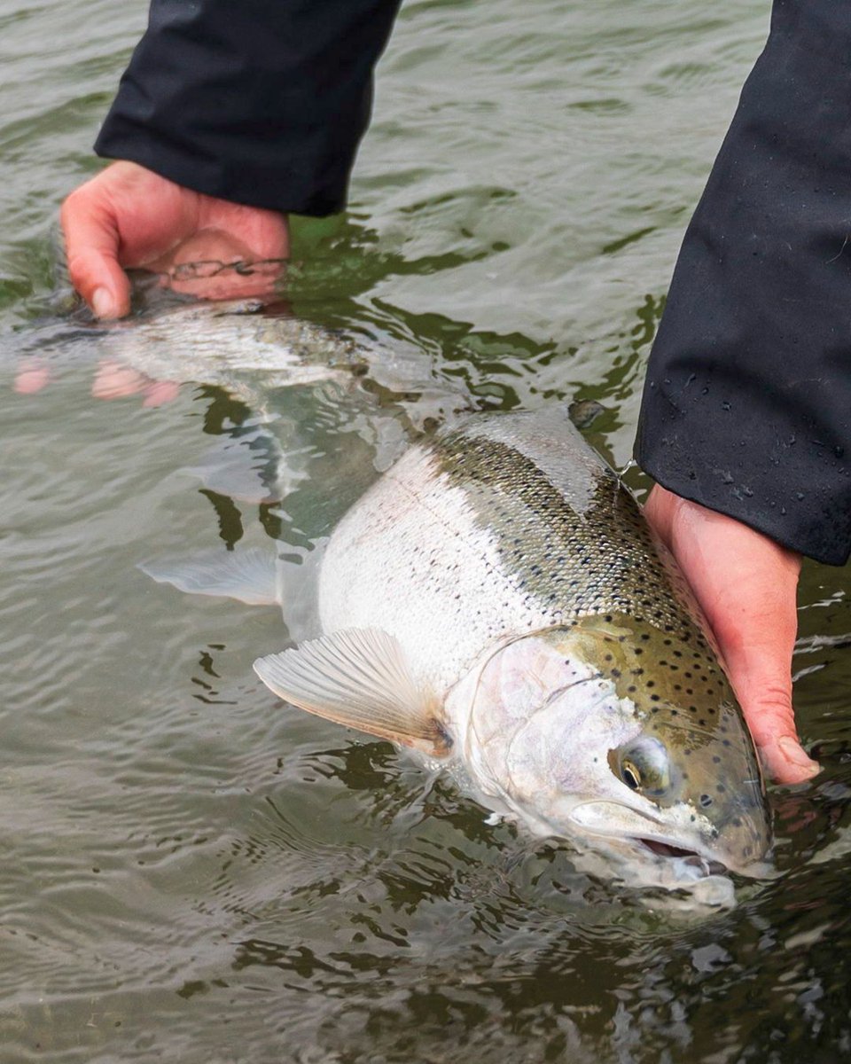 DRYFTfishing's tweet photo. This beauty put up a valiant fight before coming to the net for a quick handshake and release. #MadetoWade #DRYFTculture #DRYFT
Gear featured: #PrimoJacket https://t.co/9kdvY1oYPi