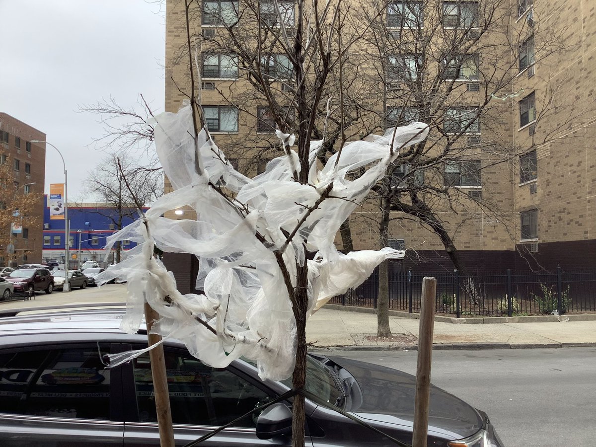 BaxterHogan's tweet photo. #Bronx #pruned

#streetTrees #TreesofNYC #trees #NYC
#treeBeds #treeEquity  
#UrbanCanopy #stewardship
#BLTrees #CitizenPruner

@TreesNewYork 
@NYCGreenThumb
@milliontrees
@arborday 
@NYCParks
@nyctreescount 

#Buroak
#Quercusmacrocarpa https://t.co/zyQsHm2A7U