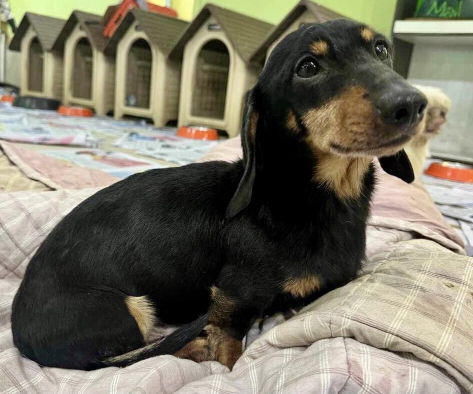 KASPER is ready to find his forever home! Could it be with you? 

This gorgeous boy was rescued from a kill shelter in South Korea and now has a 2nd chance at a fab life.😞

Can fly from the end of April.

Details on link:

dmtdrsg.org/post/kasper-is…