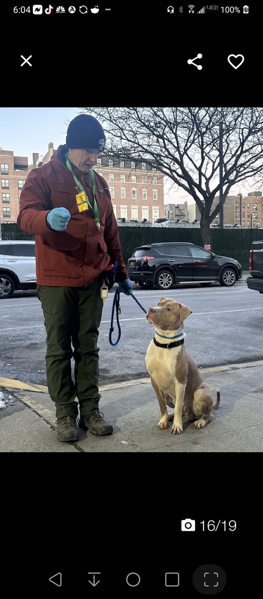 💔Canelo💔 #NYCACC #189097 9m ▪️Relisted TBK: 3/19💉 Sweet, smart, precious puppy! Beautiful, eager 2 learn + pls! See him, looking @ handler, so attentive; sitting so well. Cuddlebug's stressed + needs loving, N.East #Adopter/#Foster. Vid⬇️ Pls #pledge DM @notthesameone2 💞C