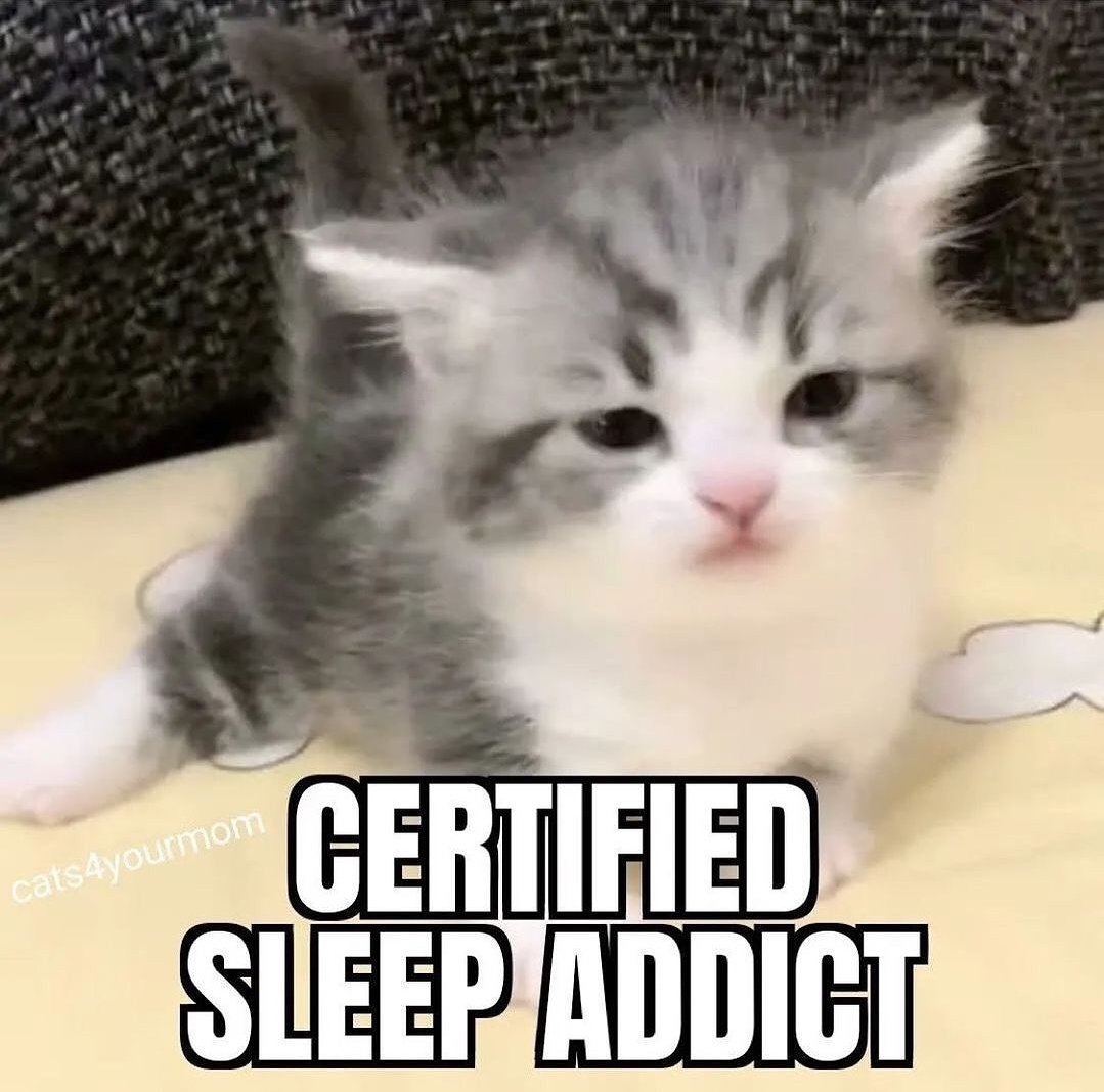 smol silly cat tweet media