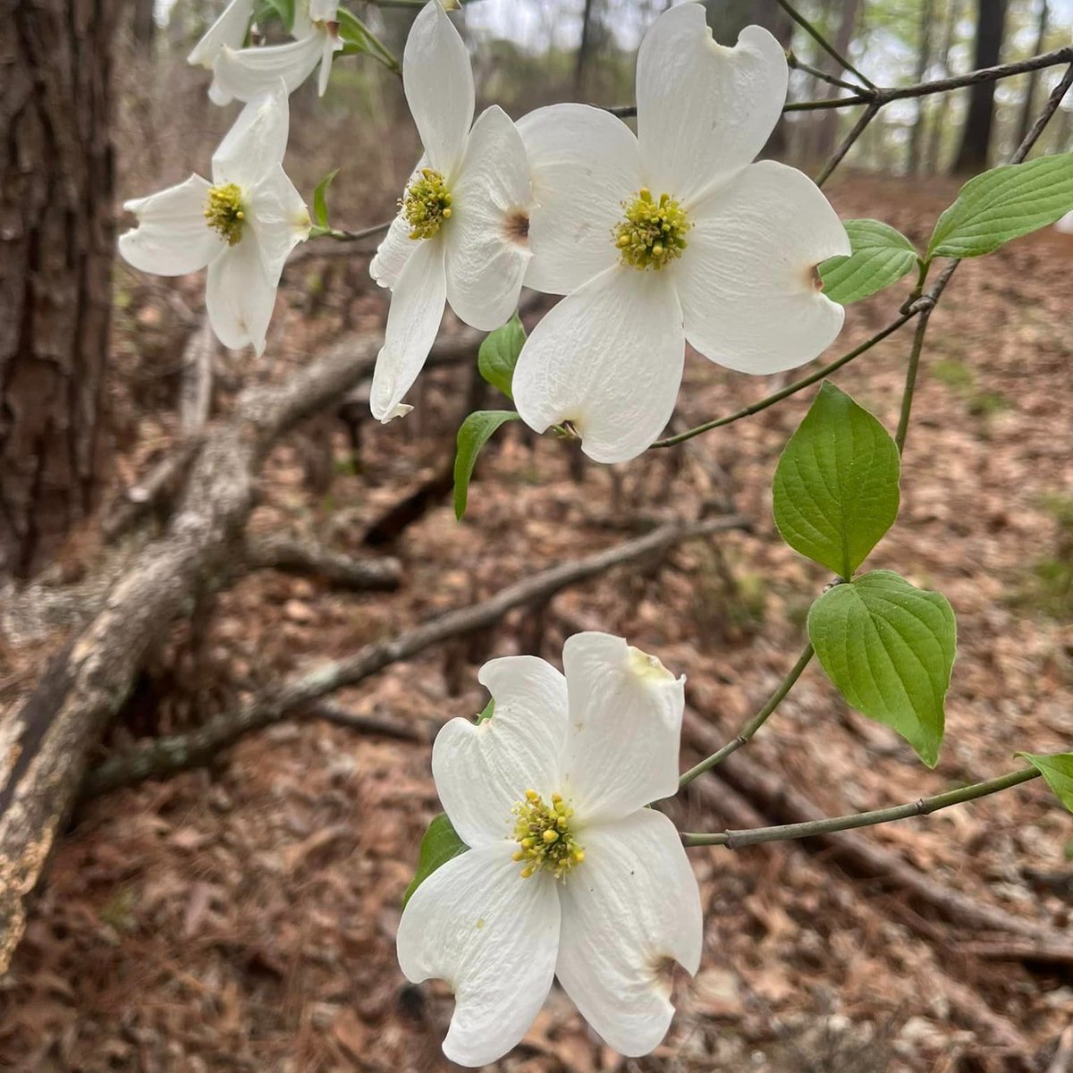 Dogwoods are blooming in #etx 😍 Here's the view from Tyler State Park