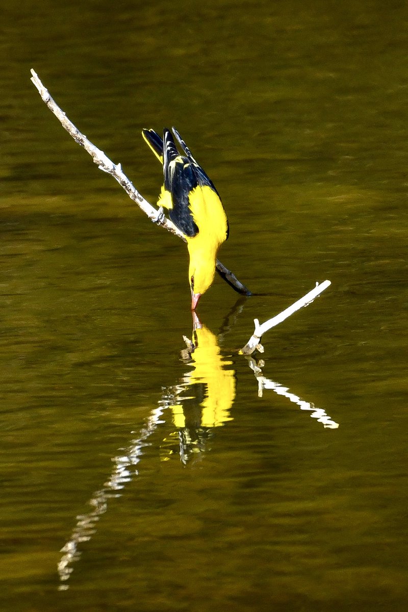 csdhara's tweet image. Catching a sip in the most perfect light and a very lucky angle… #photo #bbcpotd #wildlife