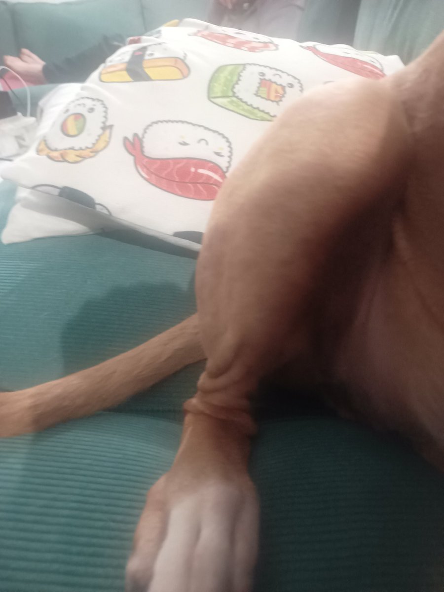 JanetBoxer's tweet image. Malcolms PJ's have fallen down at his ankles #boxer #boxerdogsuk #boxerdog