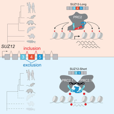 Online Now: Alternative splicing decouples local from global PRC2 activity dlvr.it/T3jTqH