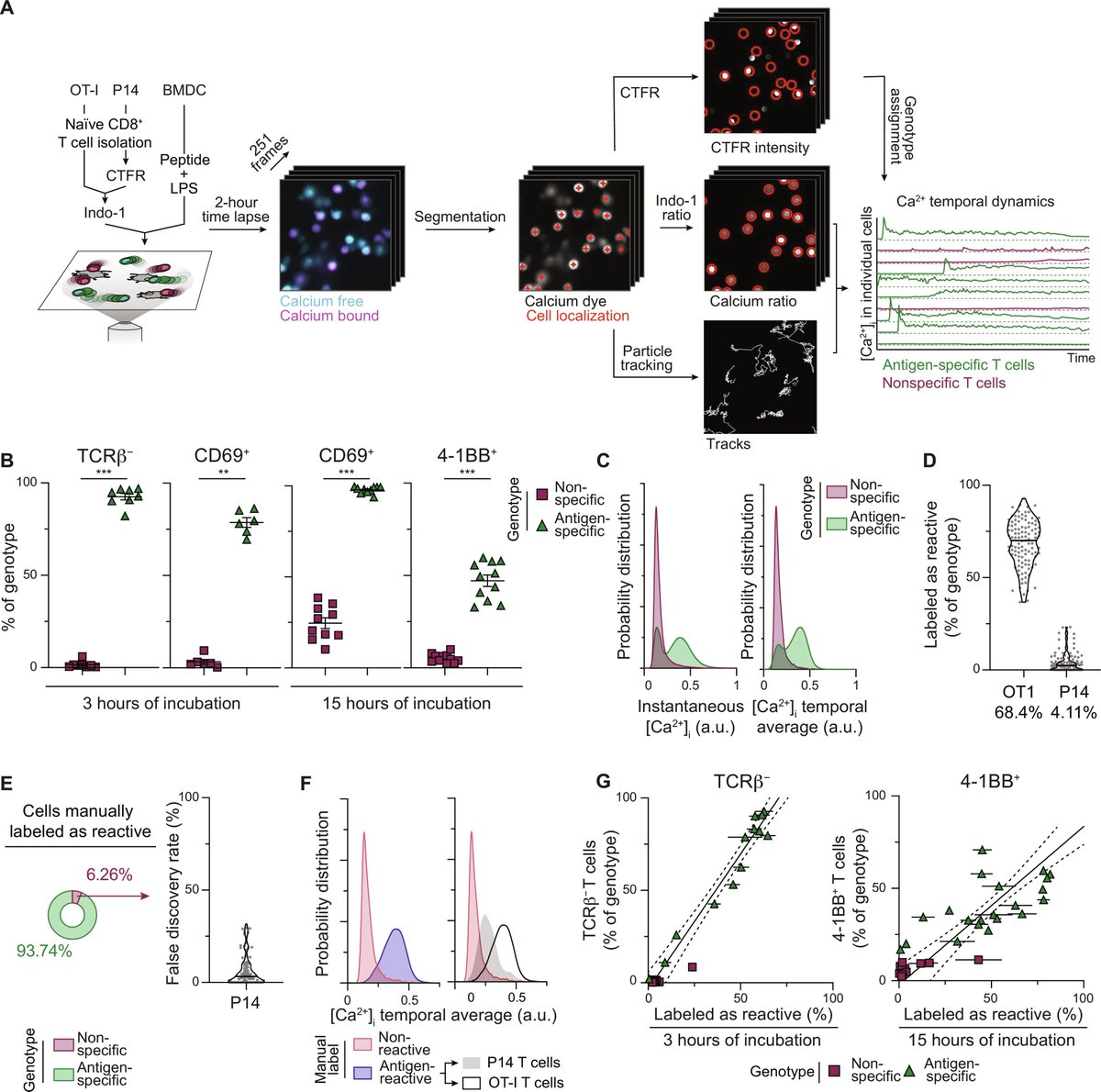 Artificial intelligence-assisted analysis of intracellular calcium dynamics allows for the rapid prediction of T cell specificity @ScienceAdvances @MelicharLab science.org/doi/10.1126/sc…