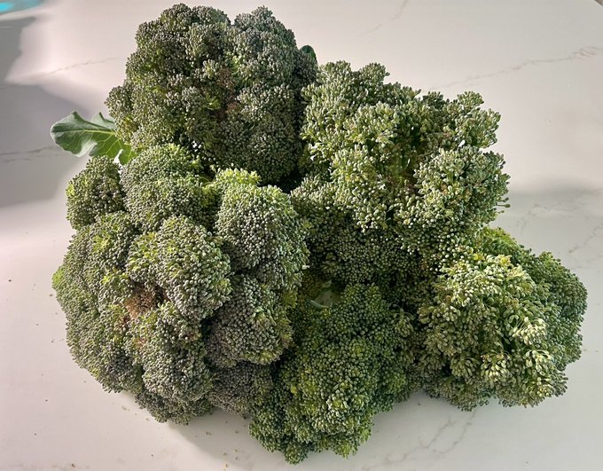 Harvested the rest of my broccoli as it&rsquo;s done growing and is starting to bolt. Now I gotta eat or give