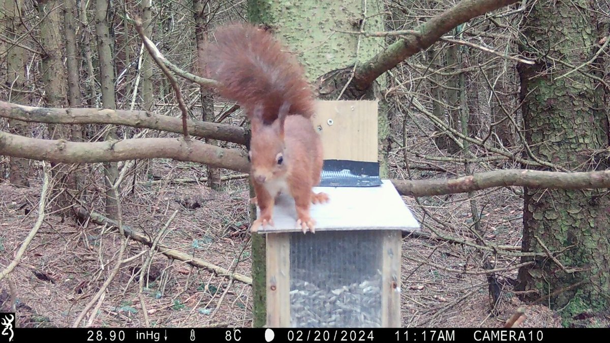 Latest images from camera trapping research in Coed Clocaenog funded by <a href="/NatResWales/">Cyfoeth Naturiol Cymru | Natural Resources Wales</a> and involving @BangorSNS colleagues <a href="/simon_valle/">Simon Valle</a> <a href="/OwainBarton/">Owain Barton</a> and <a href="/GW_Shannon/">Graeme Shannon</a> 
 #Magicalmammals
