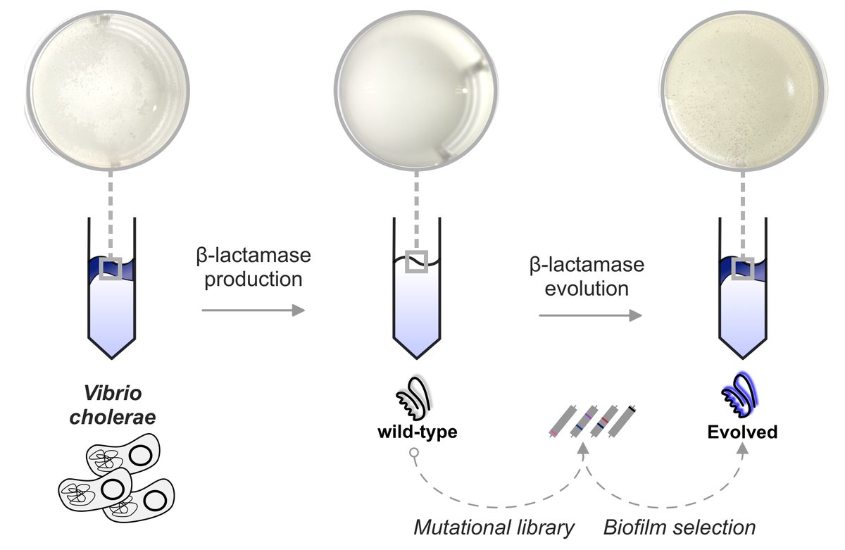 Did you know that biofilms can influence the evolution of antimicrobial resistance enzymes? 

Using Vibrio cholerae as a model organism, we showcase how the #biofilm lifestyle shapes the evolution of β-lactamases. Out now in <a href="/GenomeBiolEvol/">GBE (Genome Biology and Evolution)</a>!

academic.oup.com/gbe/article/do…