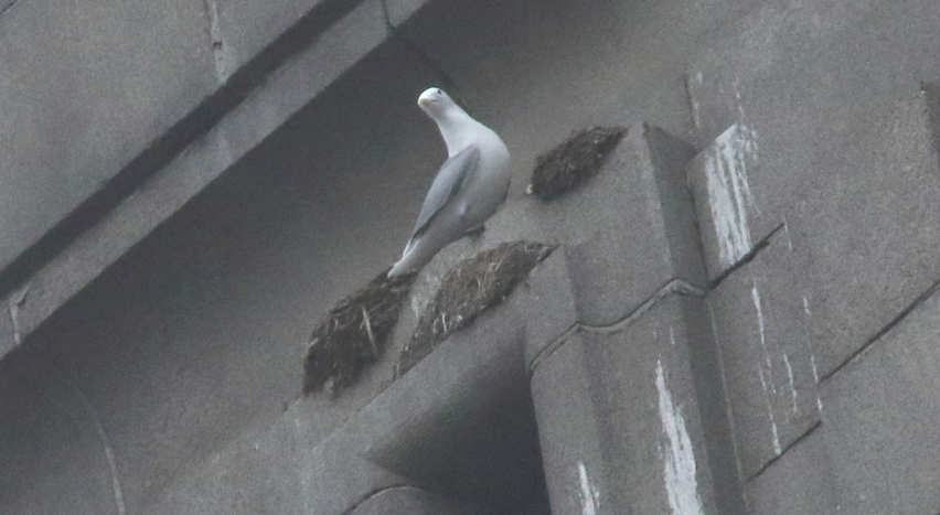 Wed, 6 March 2024. While checking today at the central Newcastle and Gateshead quaysides 3-4 kittiwakes became apparent. Today’s photo shows one of them at the Tyne Bridge, Newcastle side, high up, landing for less than a minute. A few continue to explore prior to settling in.