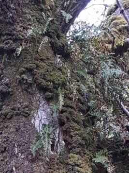 Rainforest / Ancient Woodland - Tree Amble has just published episode 1 in series 3 - a walk in an ancient woodland with Jamie Chaplin Brice. We talk about what we see on a wet January day in one our rainforests!