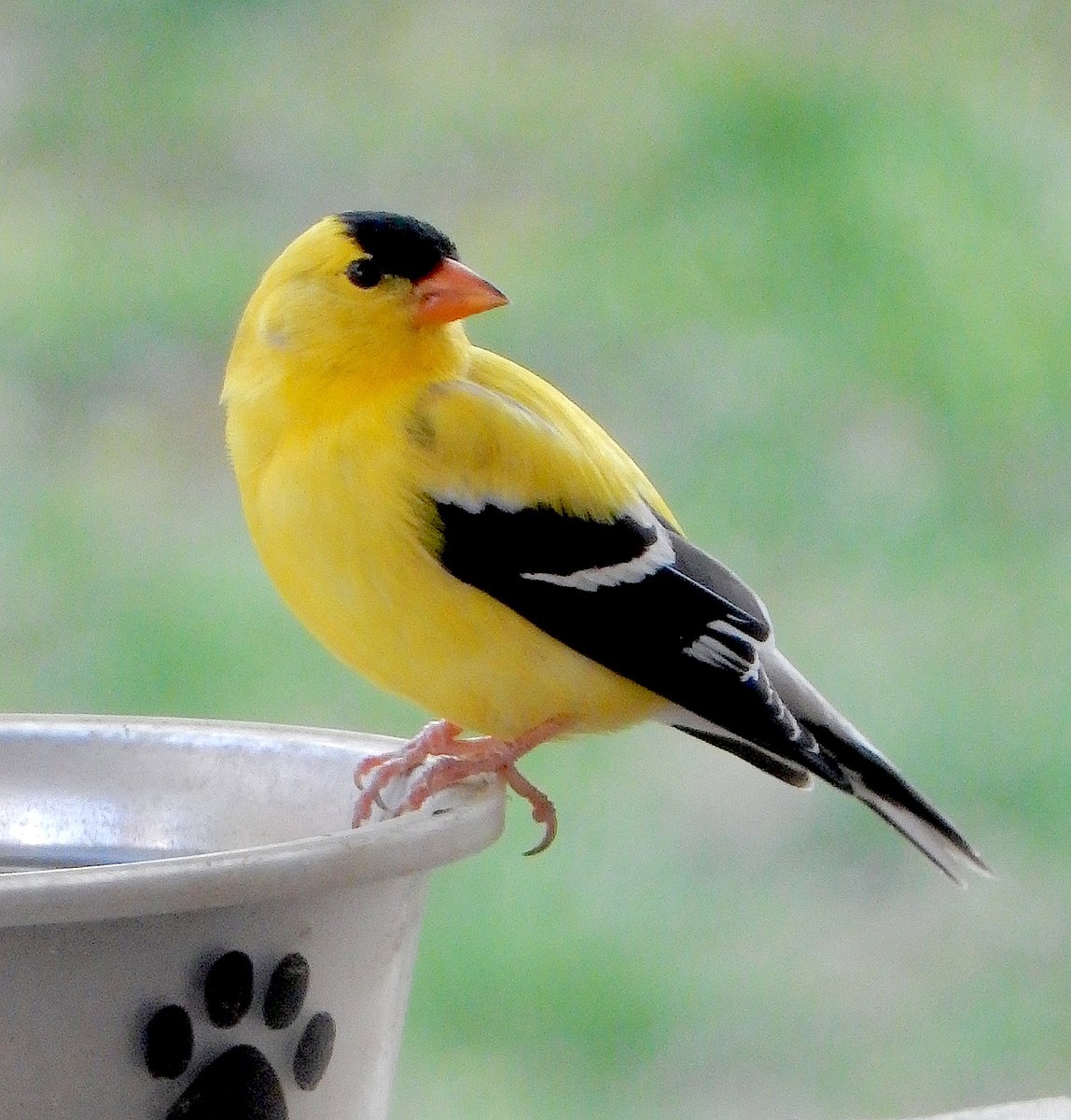 American Goldfinch #backyardbirds