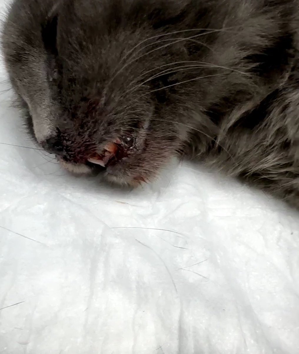 Bu cana işkence yapıyor 
Veee bunu yapan tehdit savuruyor oraya gelicem sizi dağıtıcam ö.ldürücem diye
Ve daha öncede yapmış cana işkence
<a href="/AnkaraValiligi/">T.C. Ankara Valiliği</a> <a href="/EmniyetAnkara/">Ankara Emniyet Müdürlüğü</a>
Ne bu canı verin nede bu p.sliği ortalığa salın.
Başka canlarada yapacak.
#ibrahimkeloğlantutuklansın