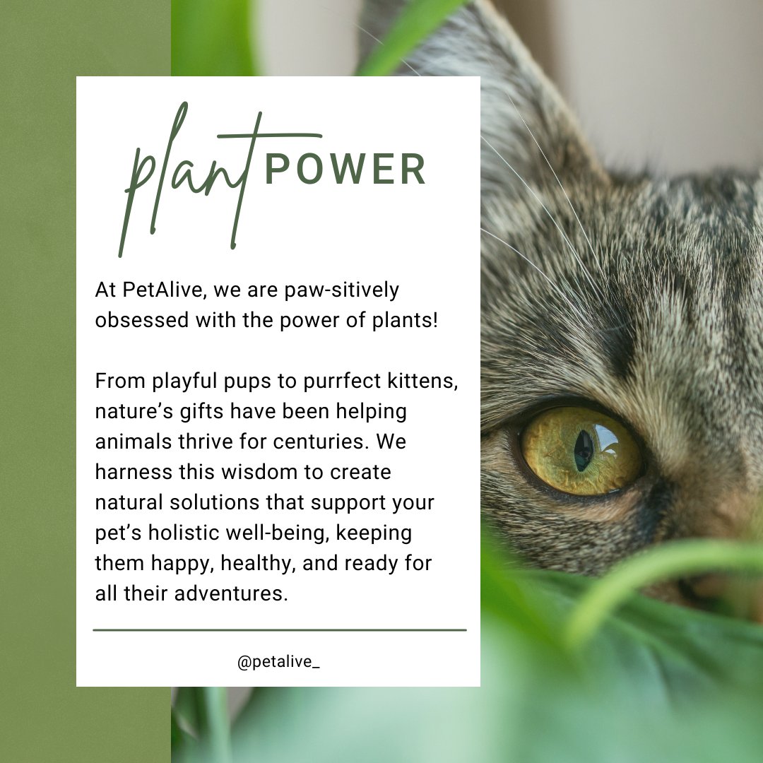 PetAlive tweet media