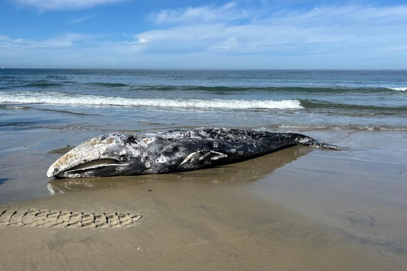 #ICYMI Last month, a stranded gray whale was found and secured in San Diego, with assistance from local lifeguards and park staff. The @NOAAFisheries team conducted a necropsy, revealing poor health but no apparent human impact. fisheries.noaa.gov/feature-story/…