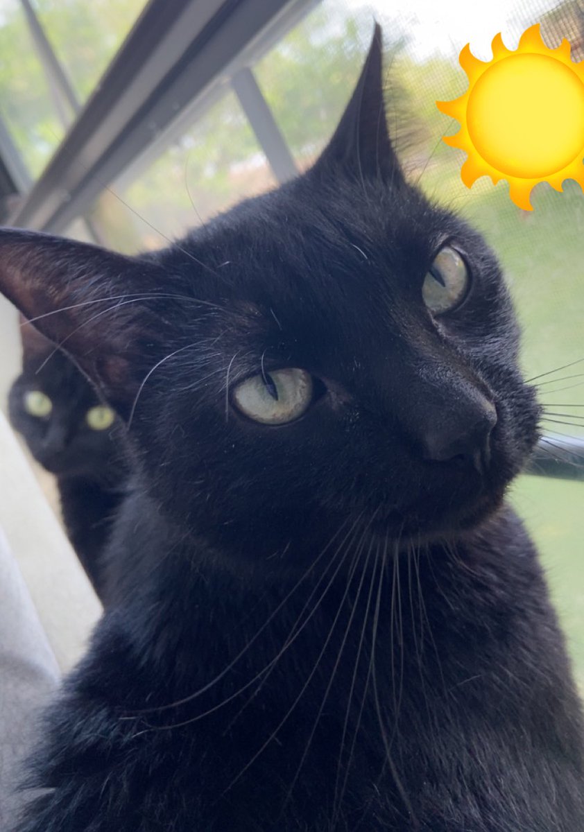 munchie & marley 🐾 tweet media