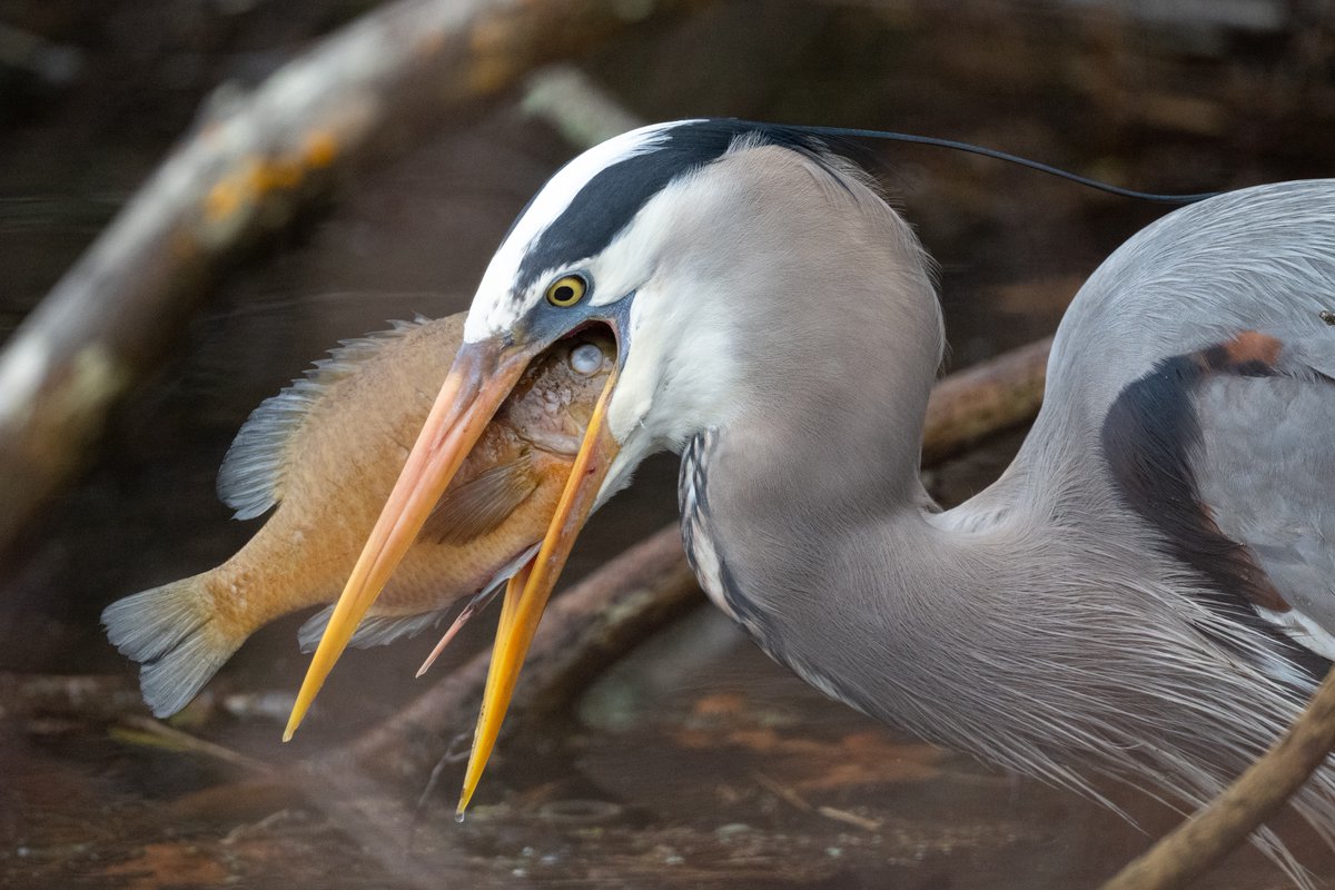 Tracy Pennoyer tweet media