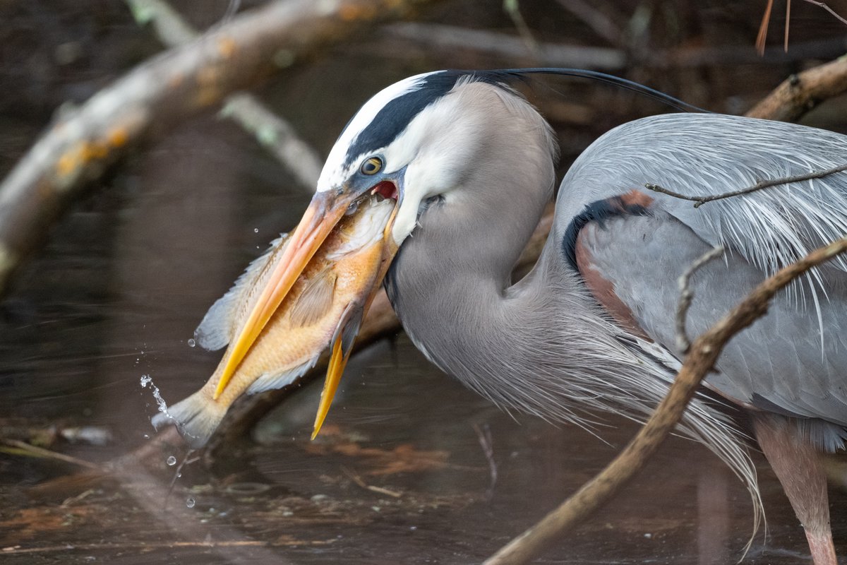 Tracy Pennoyer tweet media