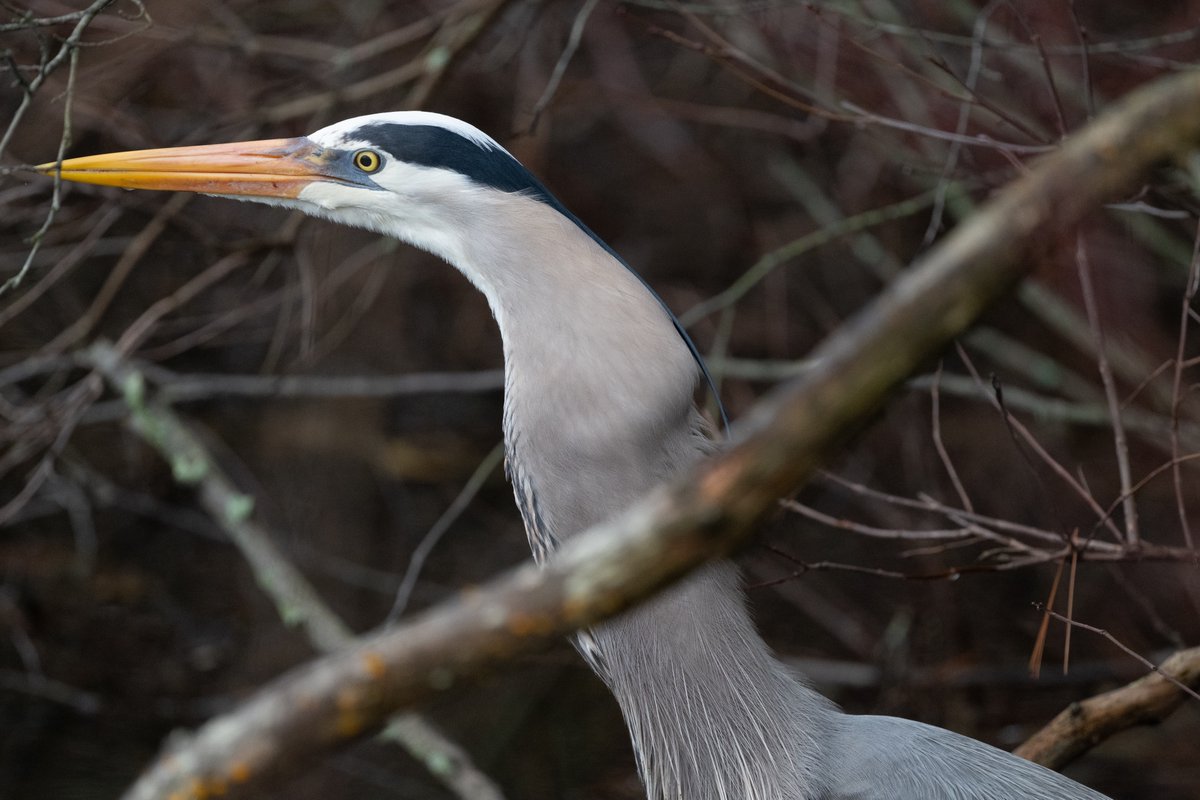 Tracy Pennoyer tweet media