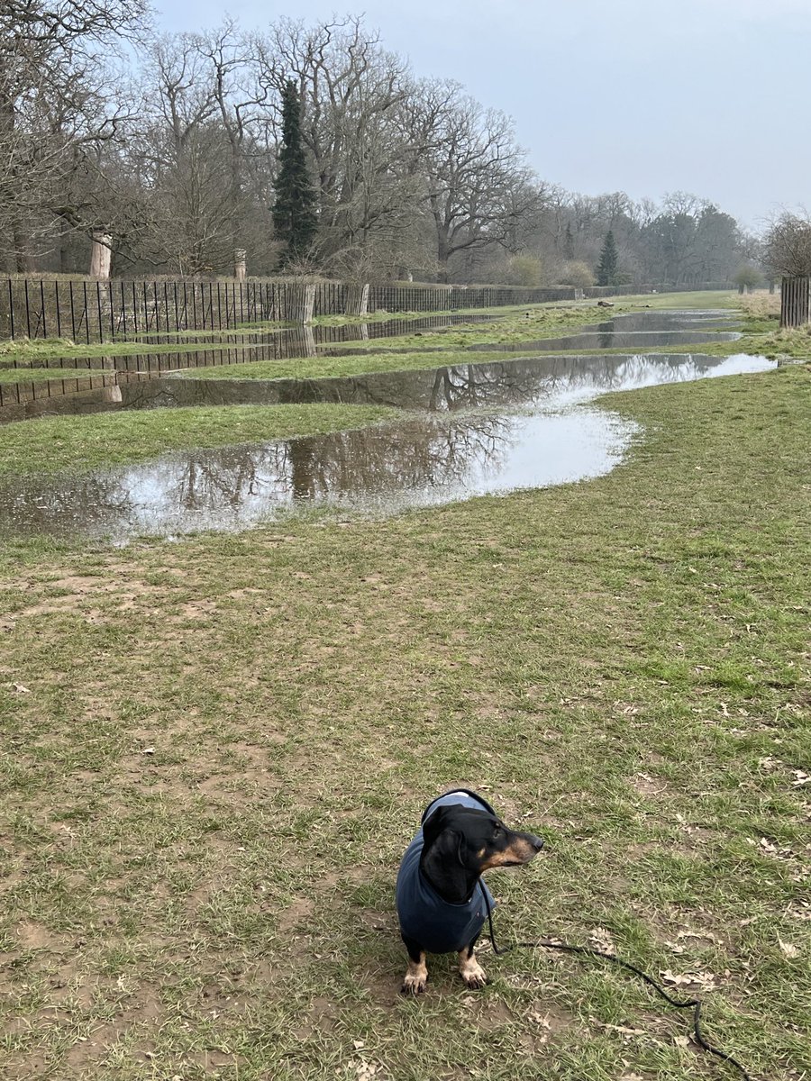 Bits of #BushyPark are VERY wet. I need a boat human