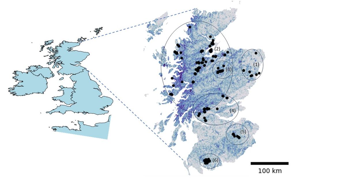 Sharing our new pre-print, 'Genetic Lag in a Demographically Recovering Carnivore: The Case of the British Pine Marten (Martes martes)'. We demonstrate that despite a rapid population expansion in Scotland, genetic diversity has not kept pace doi.org/10.21203/rs.3.…