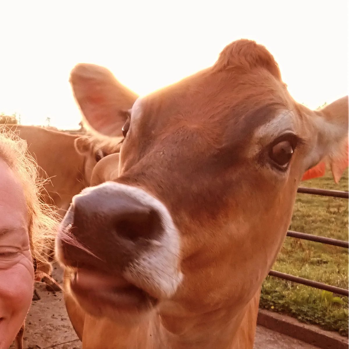 My fav wee girl Faith photo bombing my beautiful morning mountain shot coming in for her daily dose of attention, she loves good head &amp; neck scratch but she can't resist the taste of my hair......pet cow problems 101 😅 <a href="/bartjevandeven/">Top 50% farmer</a> #Jerseys
