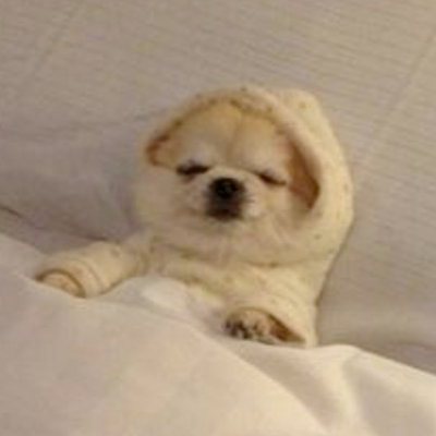 DozeCoinSol's tweet photo. heard the dogs are back #solana https://t.co/WAJSh9OwtS