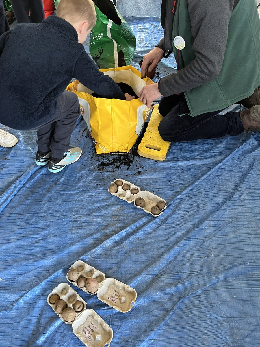 Today we had farmer Jim from @RHET_Lothian in school to help us plant our potatoes and explain the process. Our potatoes were chitting well and we are excited to take care of them over the few months 🥔 @SimpsonPrimary