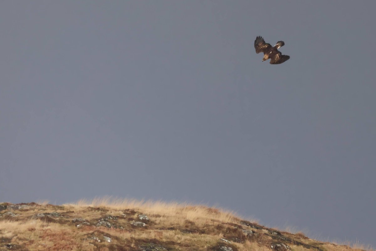 Live out your Hebridean wildlife fantasy and join us for our very own Spring Watch cruise from April 18th, focusing on Mull and its neighbouring islands. Hoping for plenty of action with golden and white-tailed eagles, plus seals, otters, + maybe a cetacean or two. See linktree.