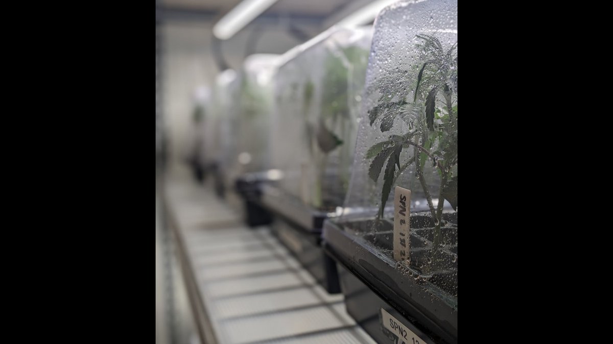 Clones!!!! Can you make out the strain name?