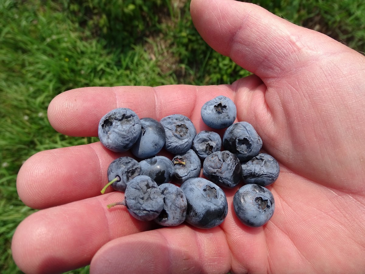 In collaboration with @MichDeptofAg and Michigan plant industries, @michiganstateu scientists use Project GREEEN funds to discover solutions that address emerging plant diseases — such as tar spot in corn and Anthracnose fruit rot in blueberries. READ: canr.msu.edu/news/project-g…