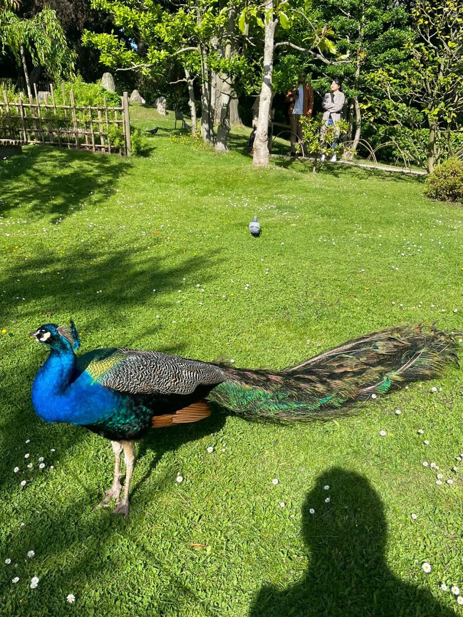 Arlet234232's tweet photo. "Mesmerized by the majestic beauty of the Holland Park peacock bird, its vibrant colors shining bright against the lush green backdrop 🦚✨ https://t.co/KdkSRuIfLD