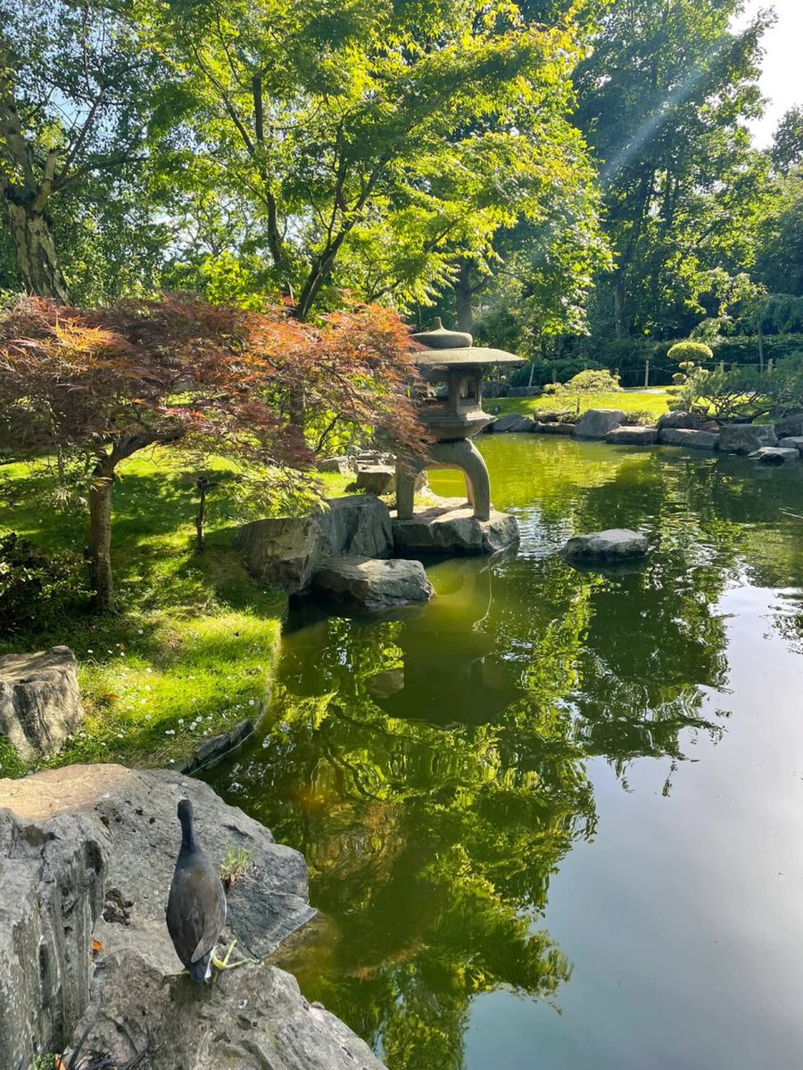 Arlet234232's tweet photo. "Mesmerized by the majestic beauty of the Holland Park peacock bird, its vibrant colors shining bright against the lush green backdrop 🦚✨ https://t.co/KdkSRuIfLD