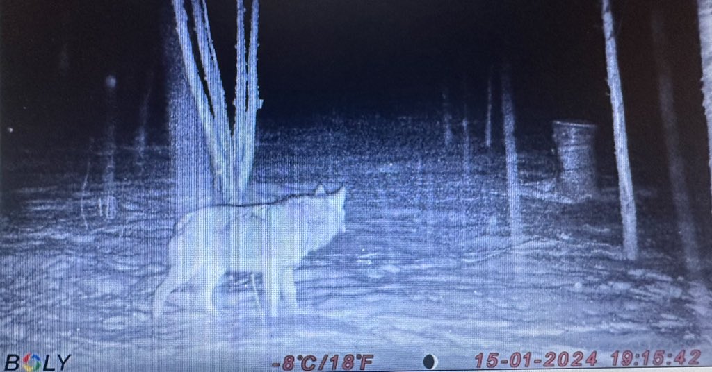 Grey wolf