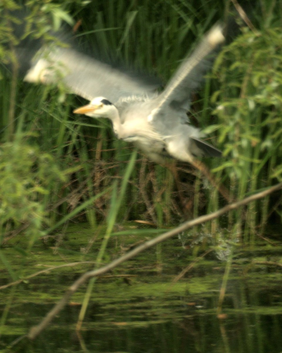 Check out this great photo of a heron caught mid-flight. This fantastic bird is one of the many species seen by schools today as part of their Homes and Habitats session. To learn more about our schools programme, head to royalgunpowdermills.com/.../school-exp… #schooltrips #teachingscience
