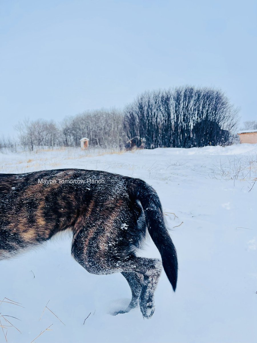 mthranch's tweet photo. 🤍Cinder .
#maybetomorrowranch #Alberta #albertafarms #albertadogs #belgianmalinois #malinois #malinoisdog https://t.co/31dmJwMSvG