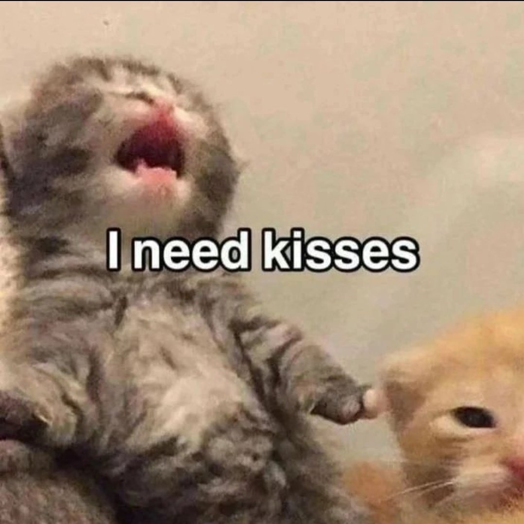 smol silly cat (@catsillyness) on Twitter photo 