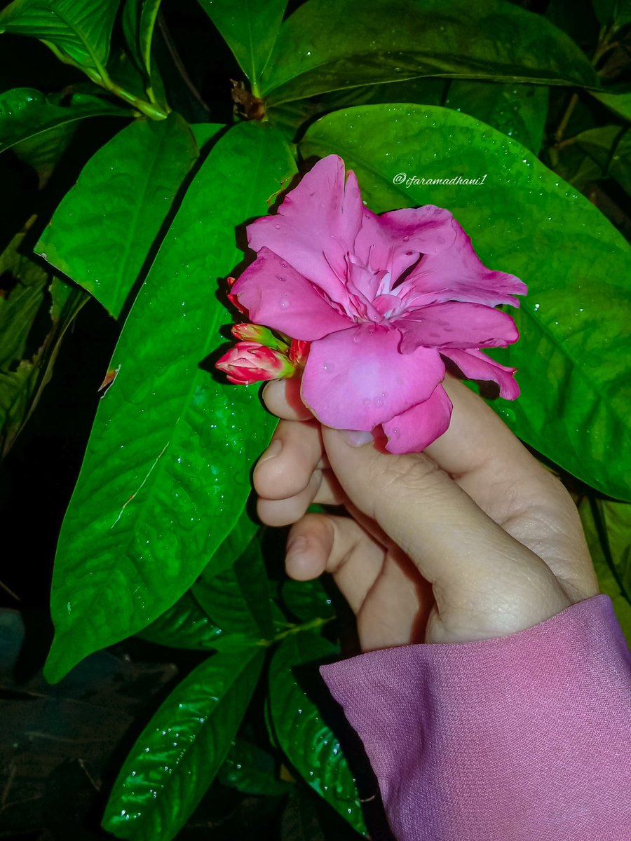 IfaRamadhanii's tweet photo. جئت نحوي مطرا كيف لا يزهر قلبي !

Kamu datang seperti hujan,bagaimana hatiku tidak berbunga!! https://t.co/eFjT3e80P5