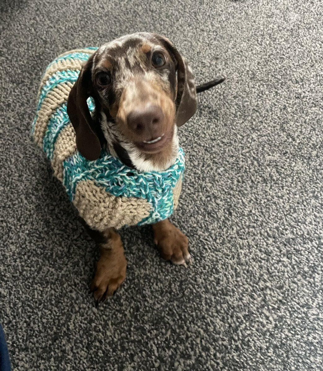 I don’t know whether he is happy or angry about his new knitted jumper? #Dachshund #baby