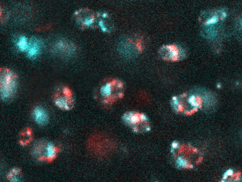 Congrats to Aiyana Fortin @FortinAiyana for being selected as a finalist for the 2024 SB3C Student Paper Competition! This work examines the intra-tissue and intra-cellular uptake and retention kinetics of C’ Dot nanoparticles for therapeutic applications in knee osteoarthritis.