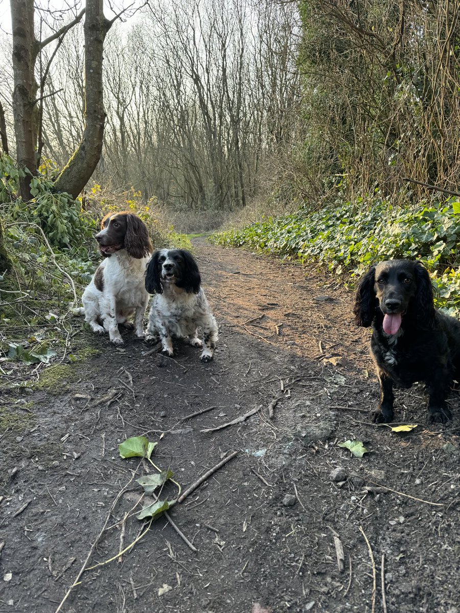 Nice way to finish off the day dry walks for a change. These don’t impressed though #spaniels