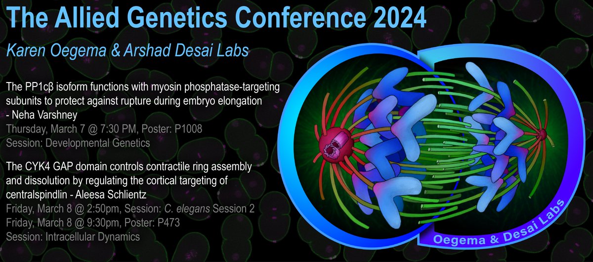 Oegema/Desai Labs (@oegemadesai_lab) on Twitter photo Oegema/Desai lab postdocs <a href="/neha_var/">Neha Varshney</a> and @AleesaSchlientz will be presenting their work at #TAGC24! Be sure to mark your calendars and check out their posters! Oegema/Desai lab postdocs <a href="/neha_var/">Neha Varshney</a> and @AleesaSchlientz will be presenting their work at #TAGC24! Be sure to mark your calendars and check out their posters!